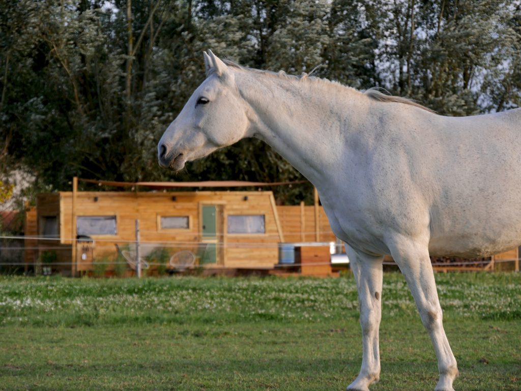 vue d'extérieur de la tiny house kaki avec cheval gris au premier plan